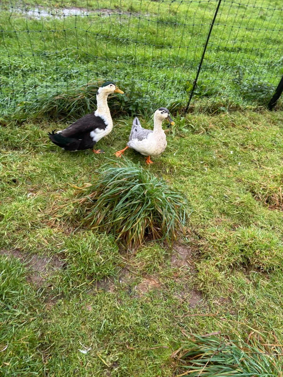 Ancona Ducks - Image 3