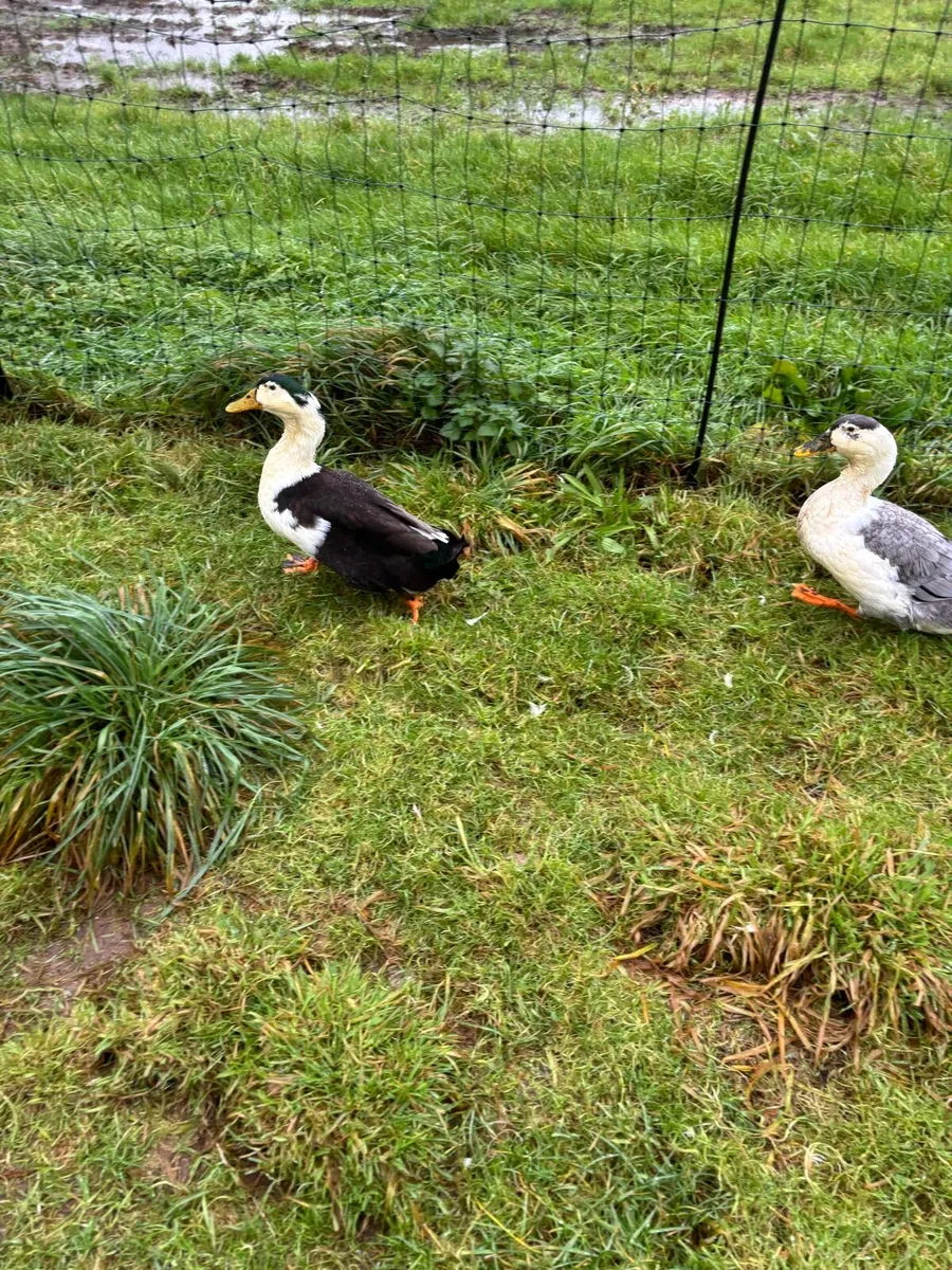 Ancona Ducks - Image 4