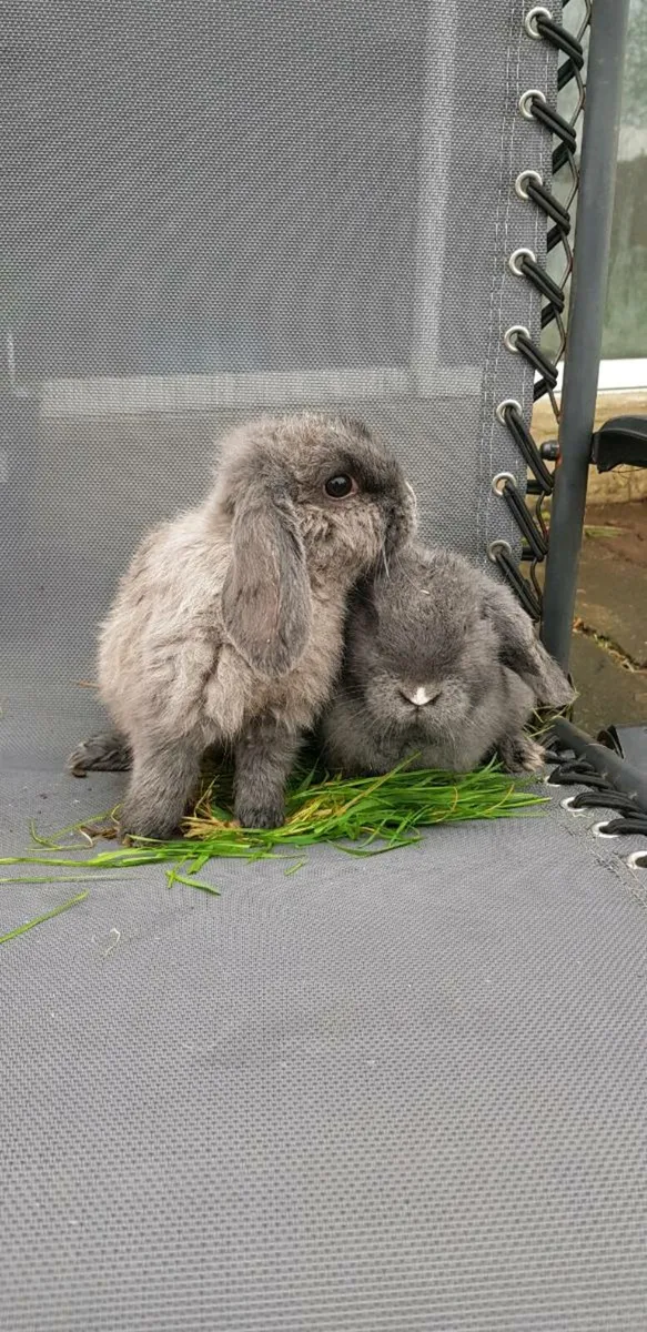 Purebred Mini lop Bunnies/rabbits🤩 - Image 2