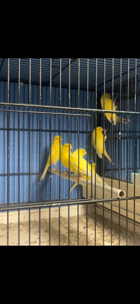Canarys - Image 3