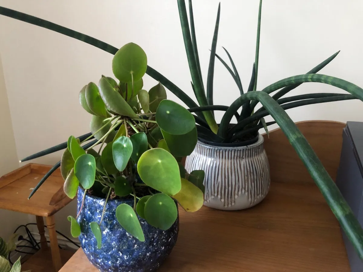 House plants / money plant and snake plant - Image 1