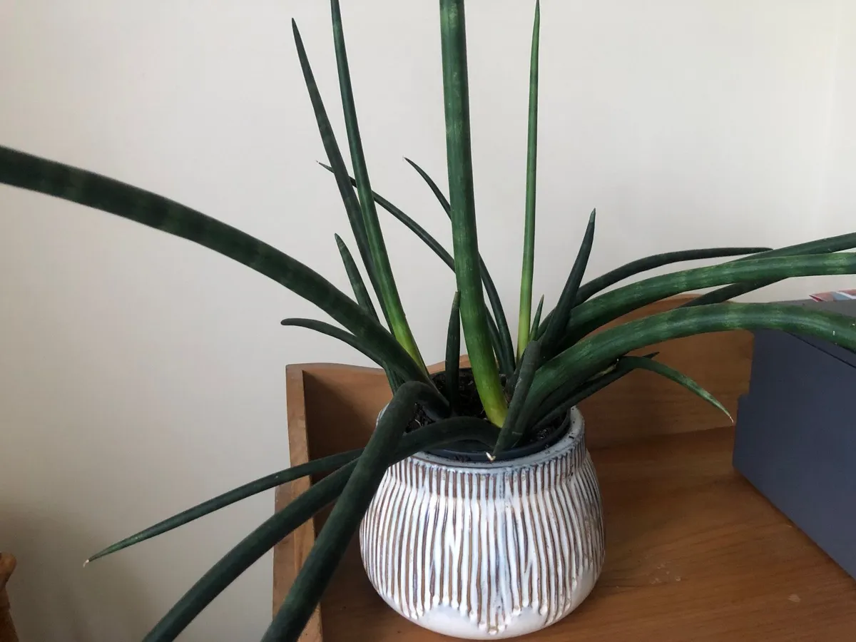 House plants / money plant and snake plant - Image 2