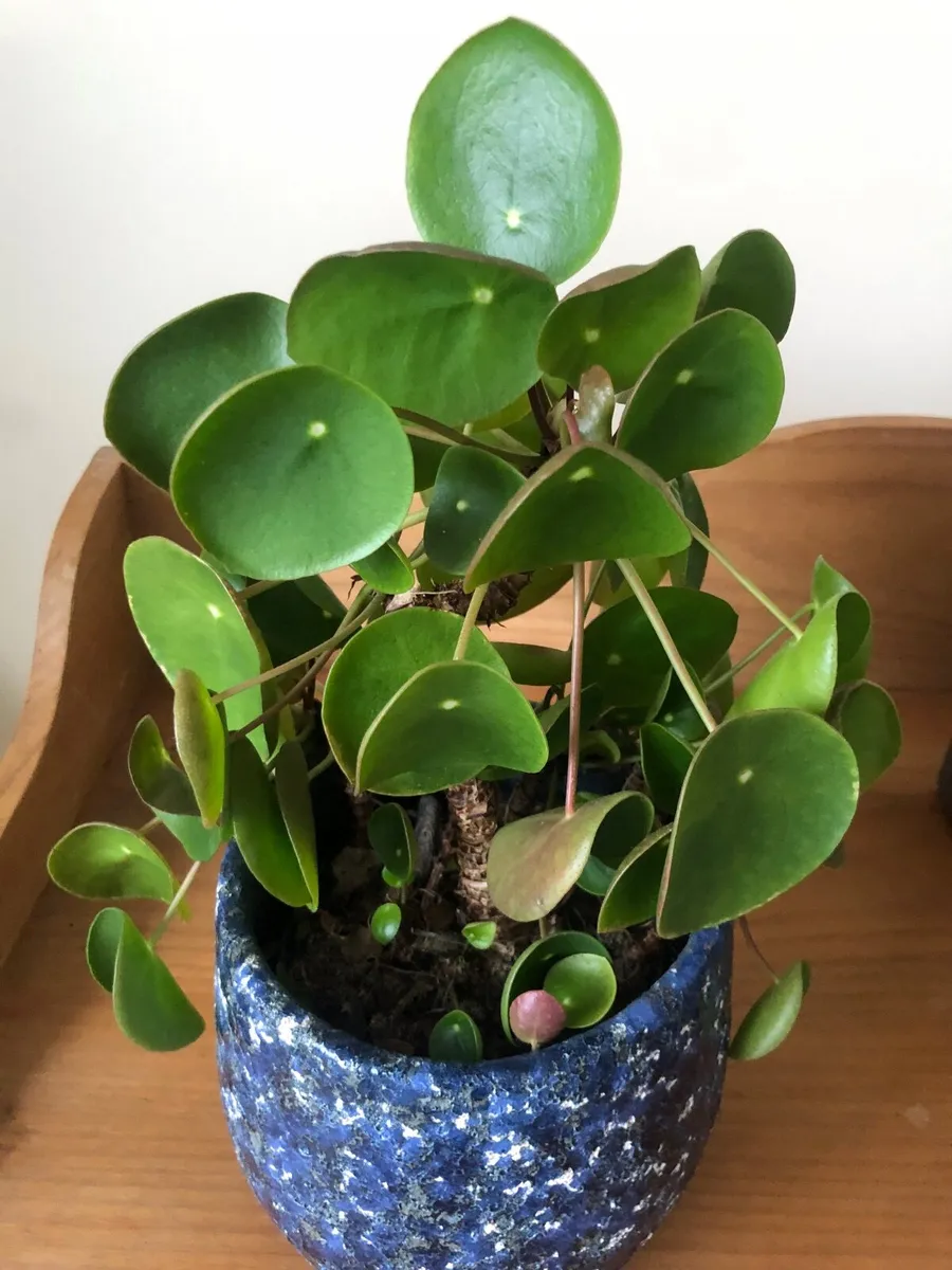 House plants / money plant and snake plant - Image 3
