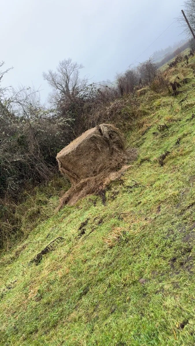 Bales of silage - Image 1