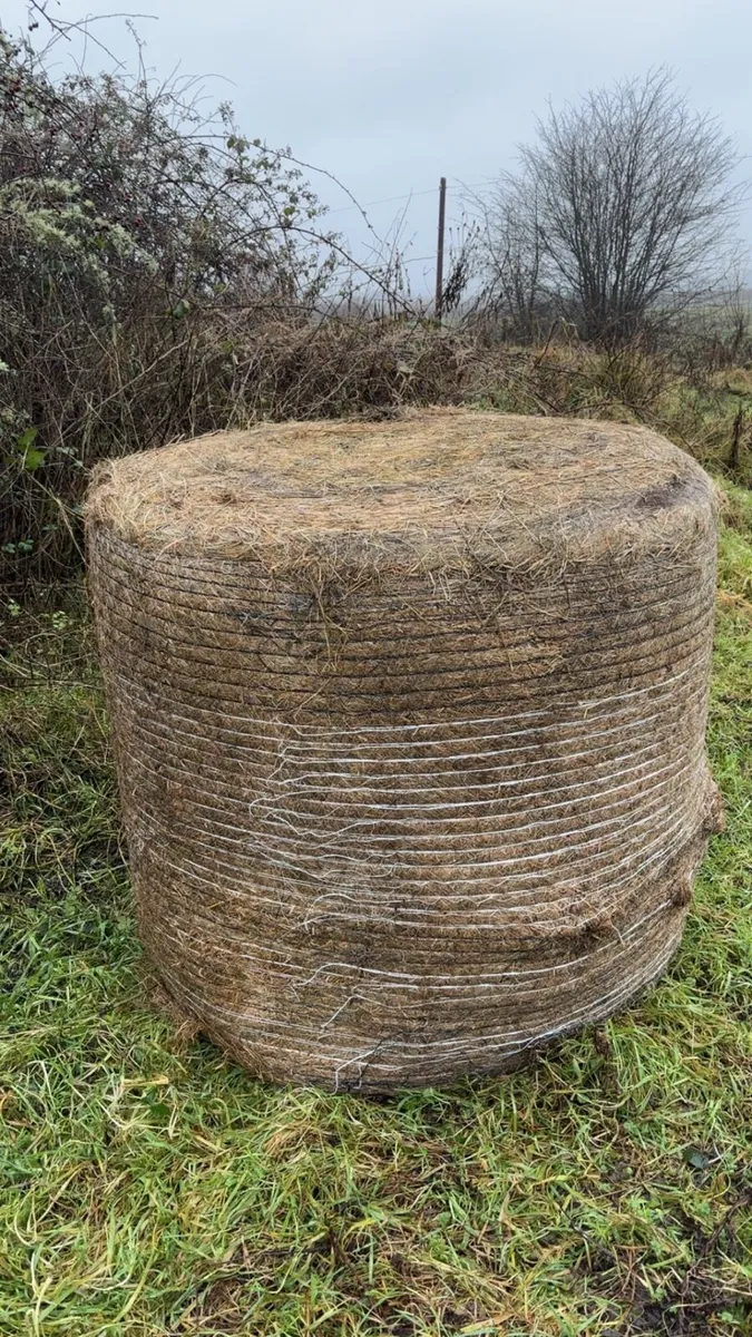 Bales of silage - Image 2