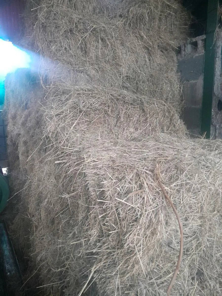 HAy - Image 2