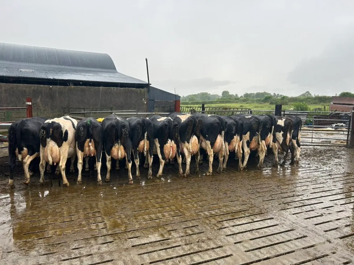 Cow scanning - Image 2