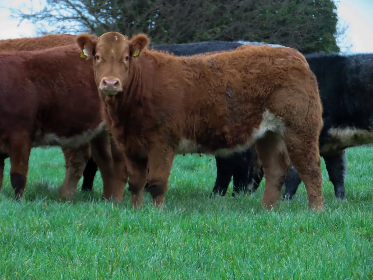 10 super breeding heifers Edenderry mart 20th - Image 2