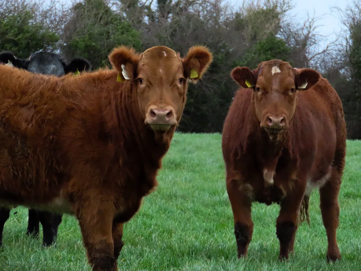 10 super breeding heifers Edenderry mart 20th - Image 3