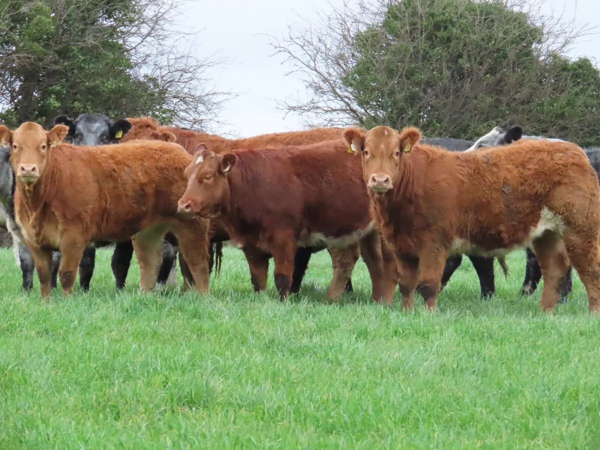 10 super breeding heifers Edenderry mart 20th - Image 1