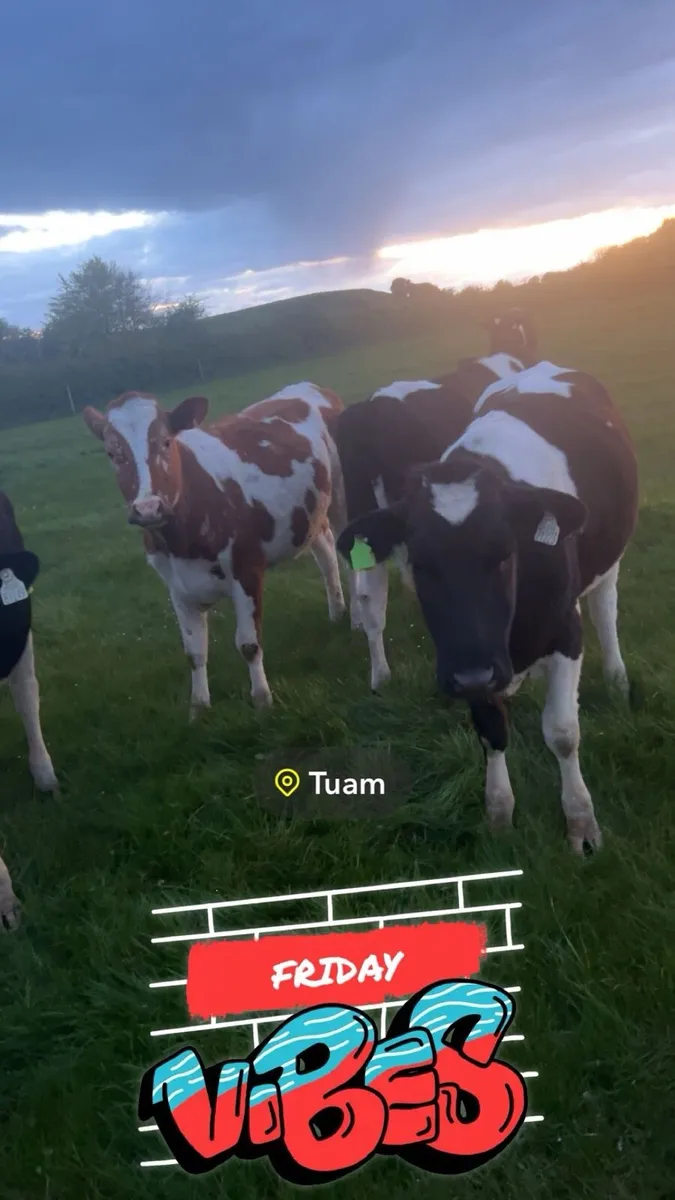 Cow scanning - Image 3