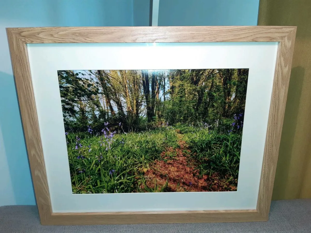 Ballyannan Woods, Midleton - Image 1