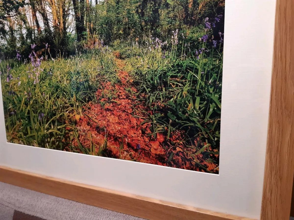 Ballyannan Woods, Midleton - Image 2