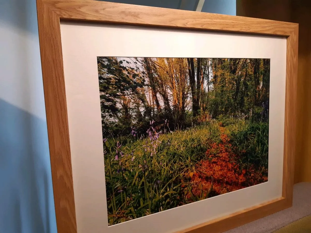 Ballyannan Woods, Midleton - Image 3