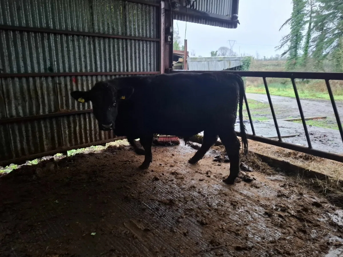 PEDIGREE AA BULL - Image 1