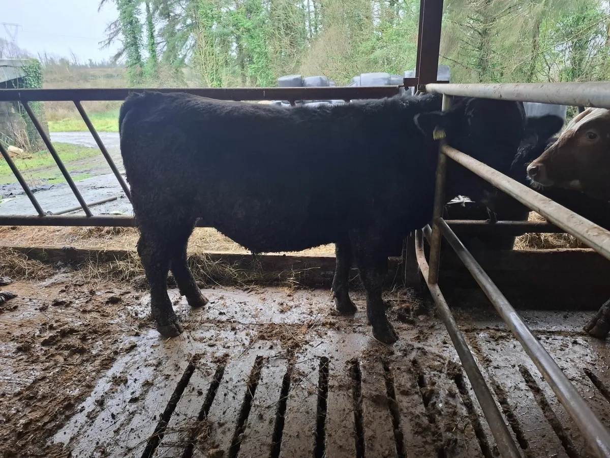 PEDIGREE AA BULL - Image 2