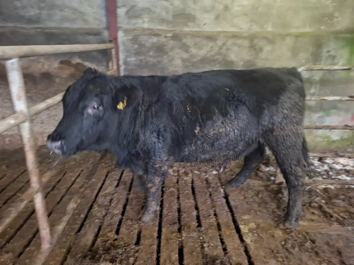 PEDIGREE AA BULL - Image 3