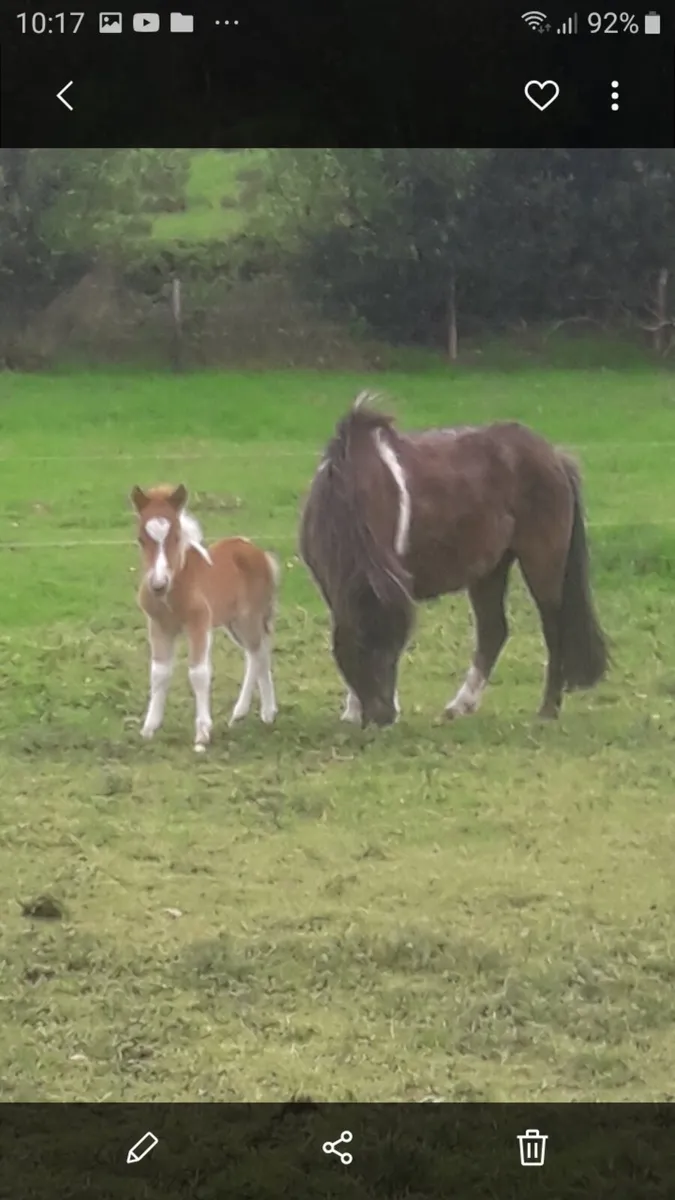Miniature Foal. - Image 1
