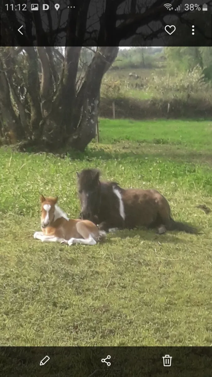 Miniature Foal. - Image 2