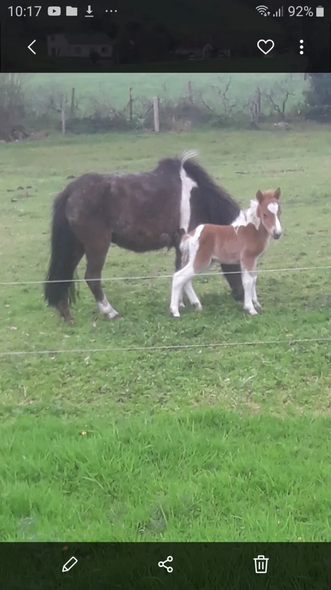 Miniature Foal. - Image 3