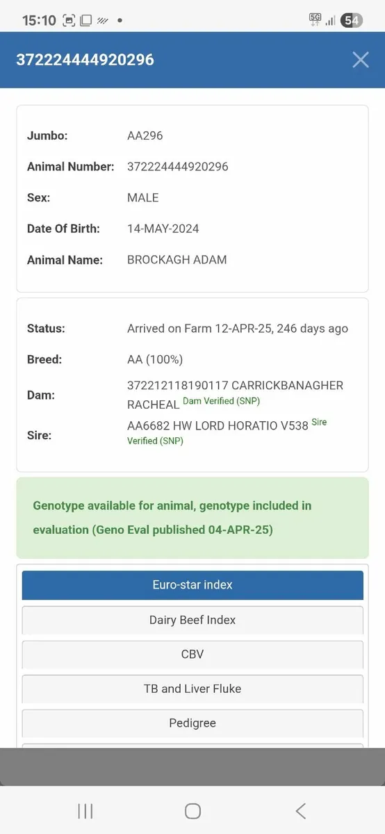 PEDIGREE AA BULL - Image 4
