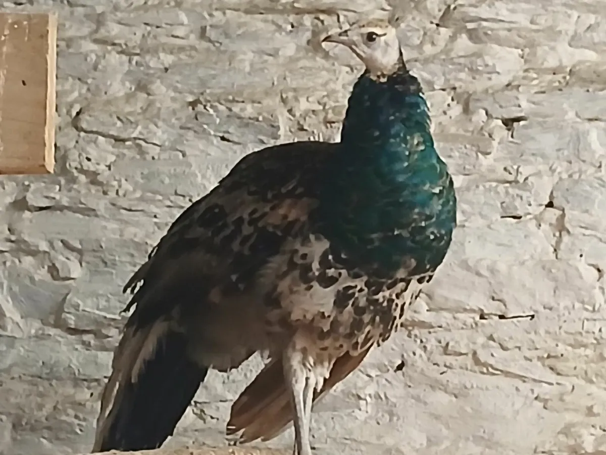 Peafowl peacock - Image 1