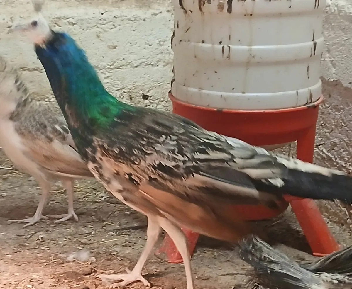 Peafowl peacock - Image 2