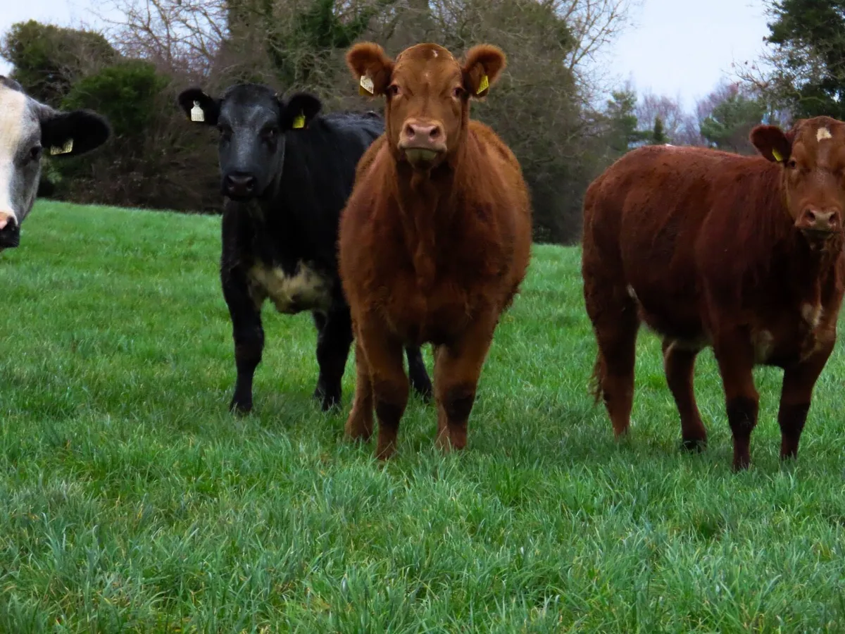 10 super breeding heifers Edenderry mart 20th - Image 4