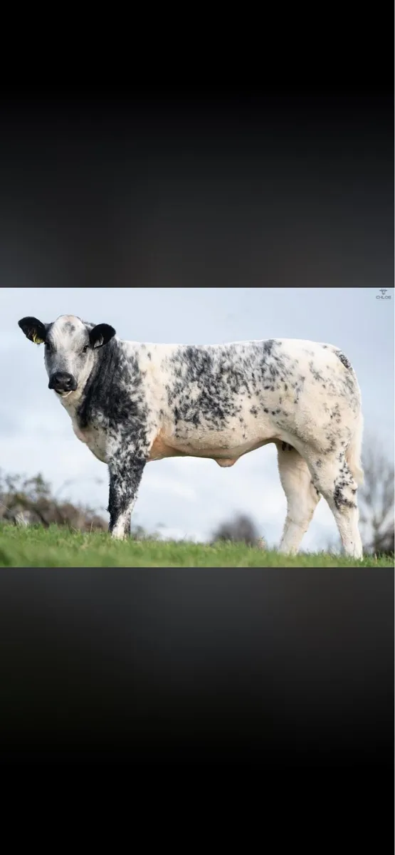 Limousin/blue heifer weanling - Image 1