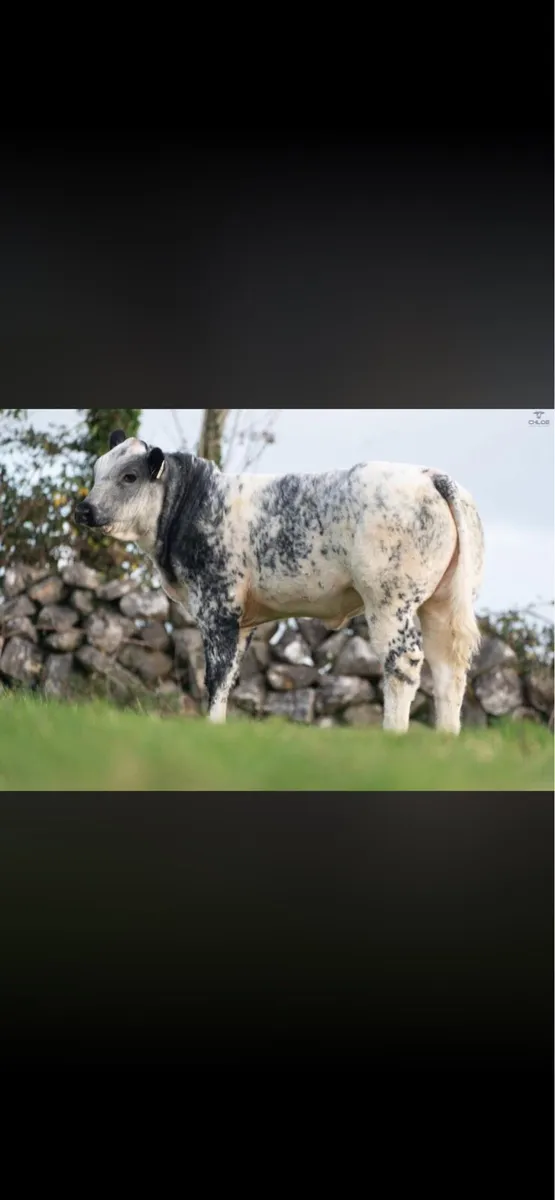 Limousin/blue heifer weanling - Image 2