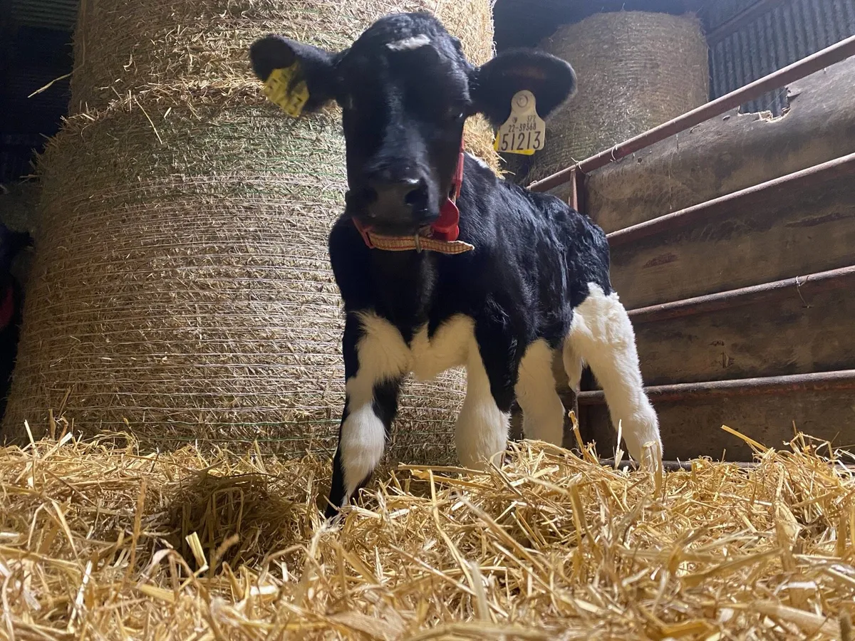 Cow scanning - Image 4