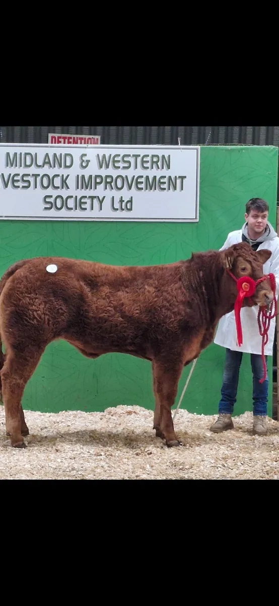 Limousin Heifer - Image 1