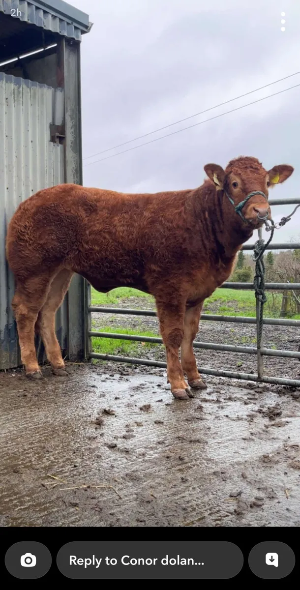 Limousin Heifer - Image 2
