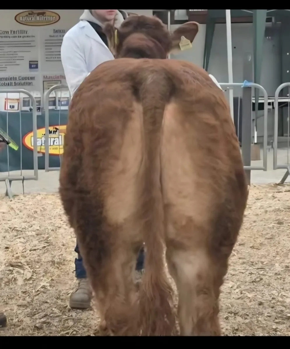 Limousin Heifer - Image 3