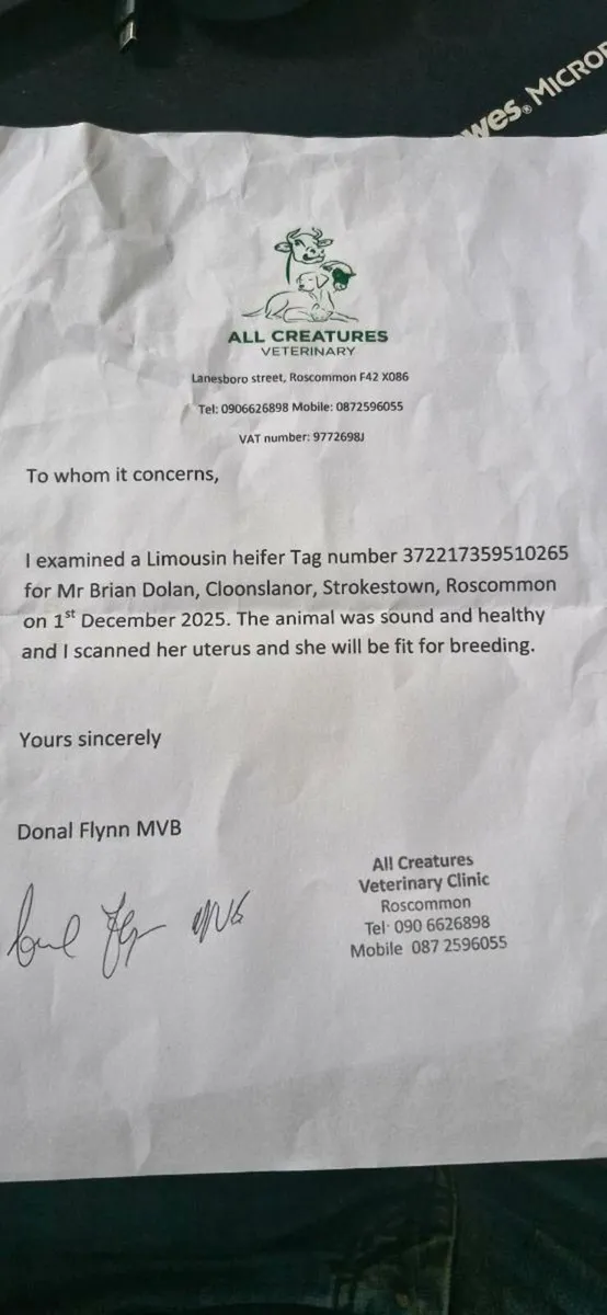 Limousin Heifer - Image 4