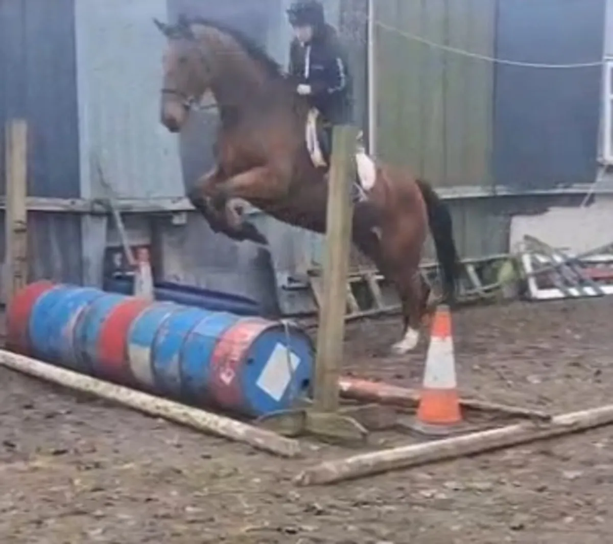 6 yr old ISH - Image 2