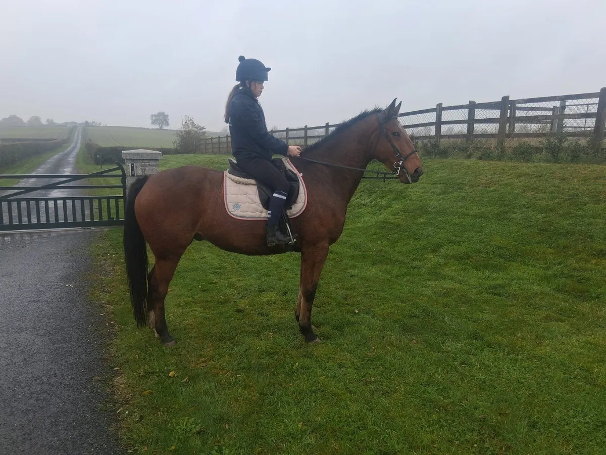 6 yr old ISH - Image 3