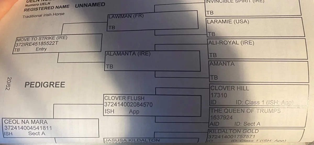 6 yr old ISH - Image 4