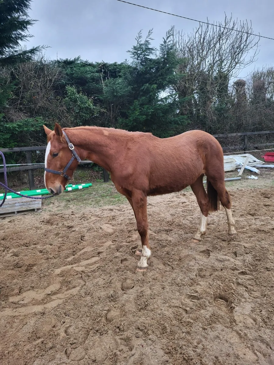 Pointilliste gelding/ Joey - Image 1