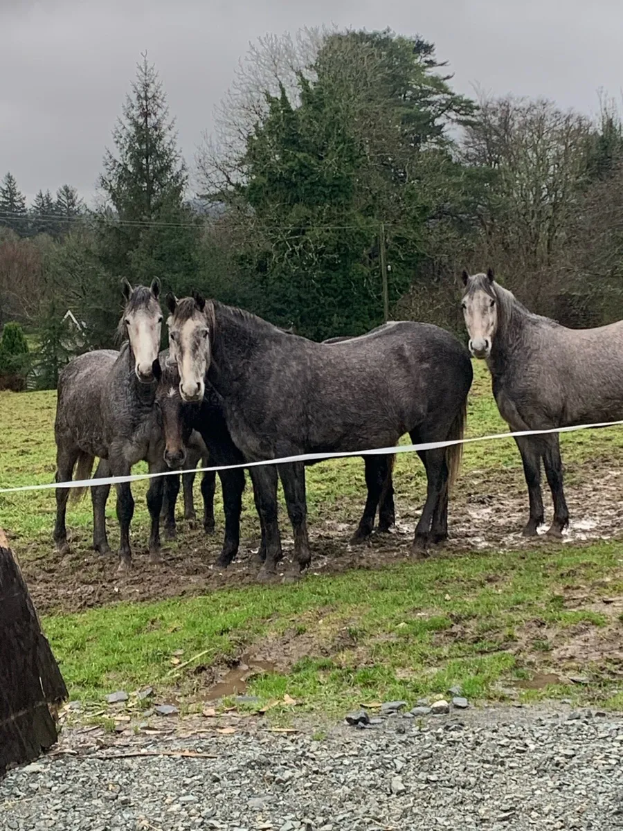 Top class Irish draught performance young stock - Image 1
