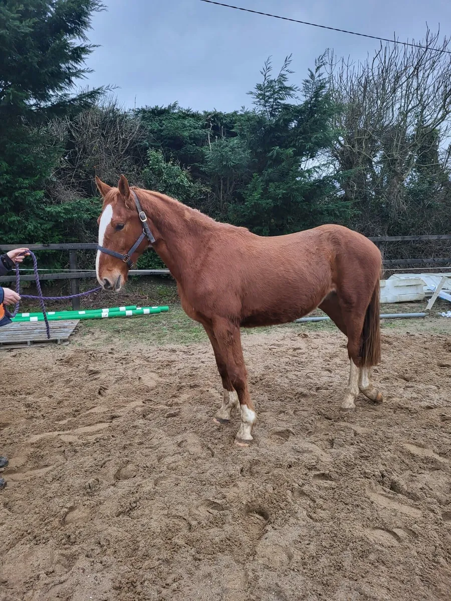 Pointilliste gelding/ Joey - Image 2