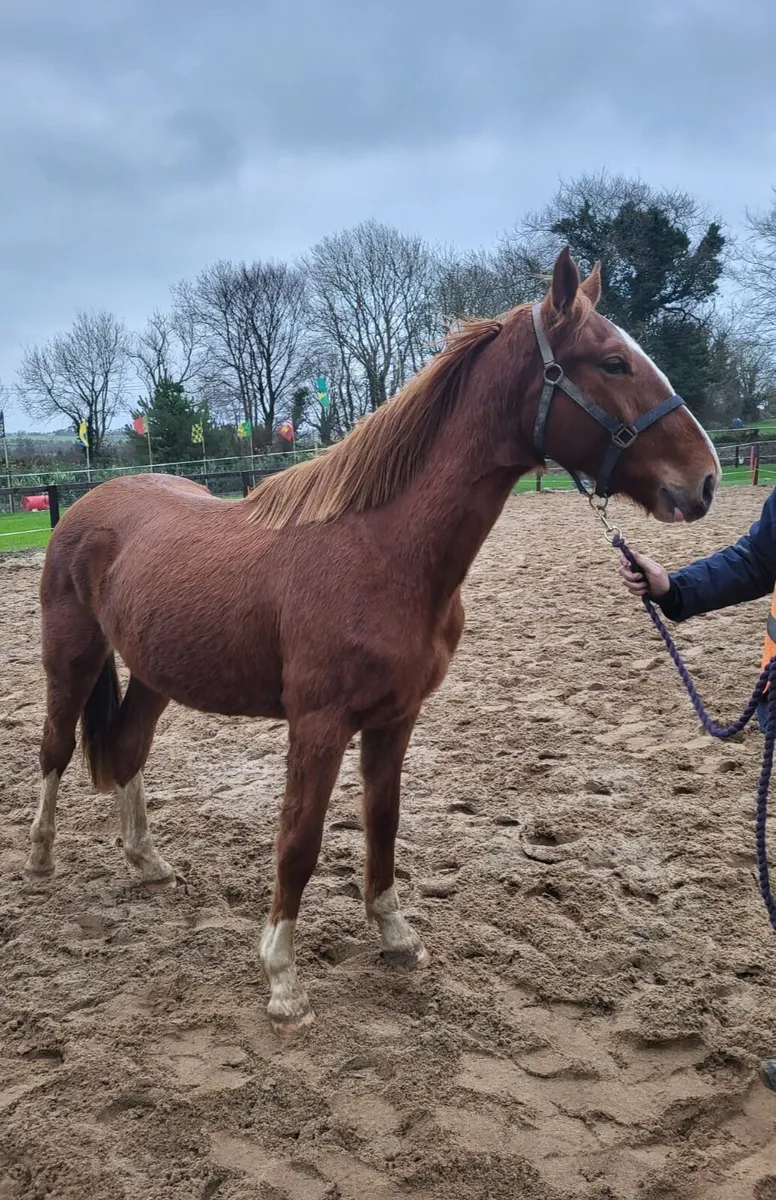 Pointilliste gelding/ Joey - Image 3