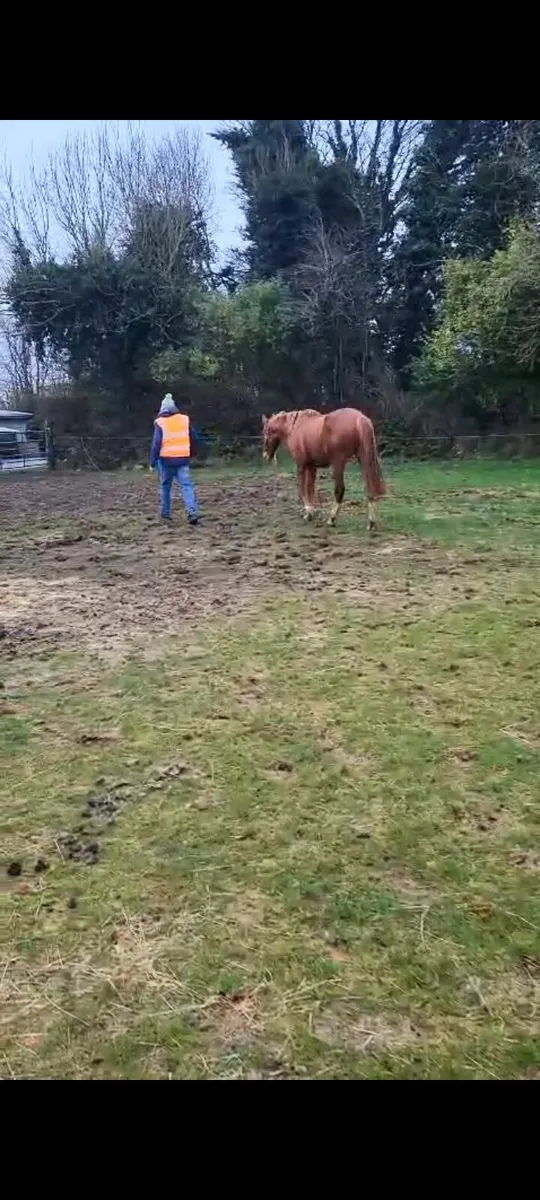 Pointilliste gelding/ Joey - Image 4