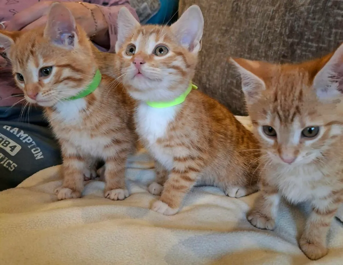 Bengal x brittish shorthair - Image 1