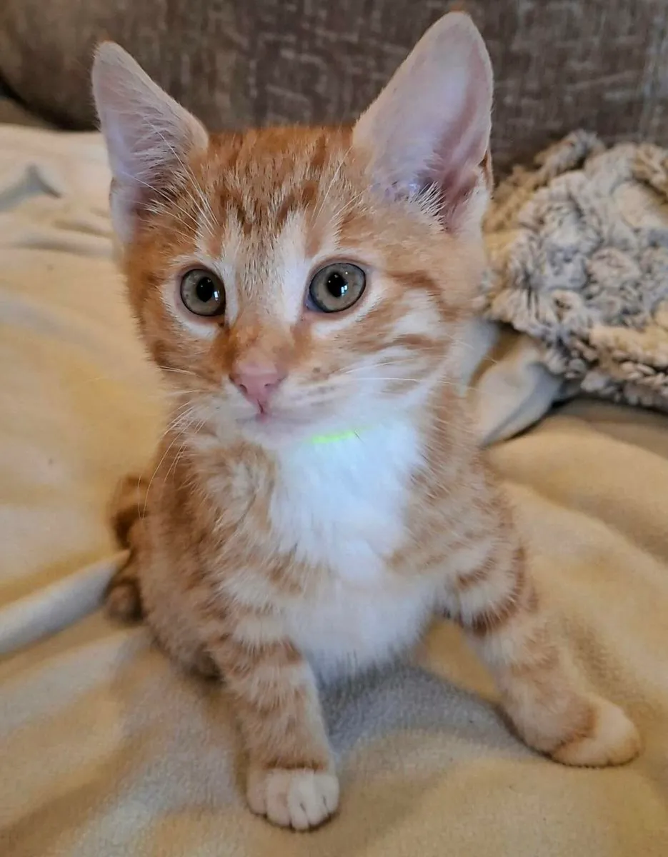 Bengal x brittish shorthair - Image 2