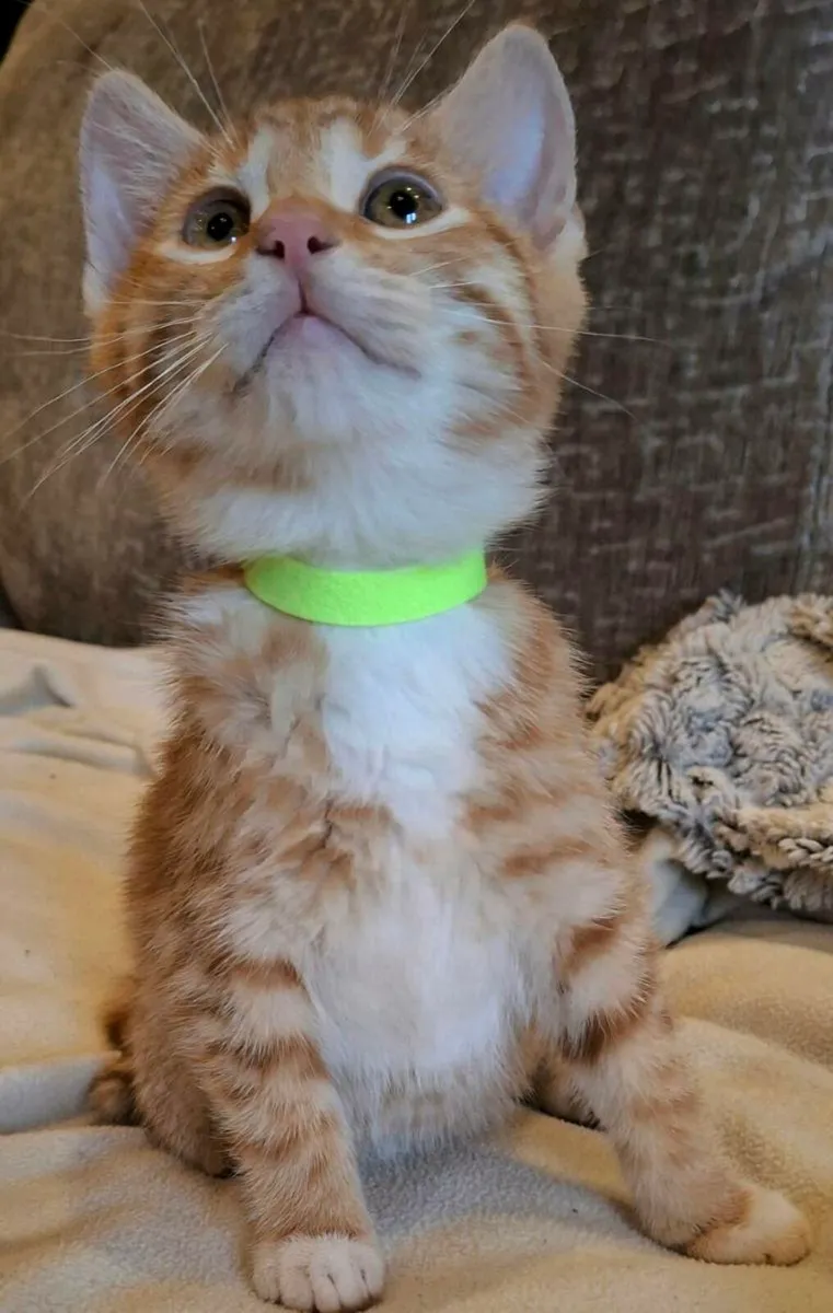 Bengal x brittish shorthair - Image 3