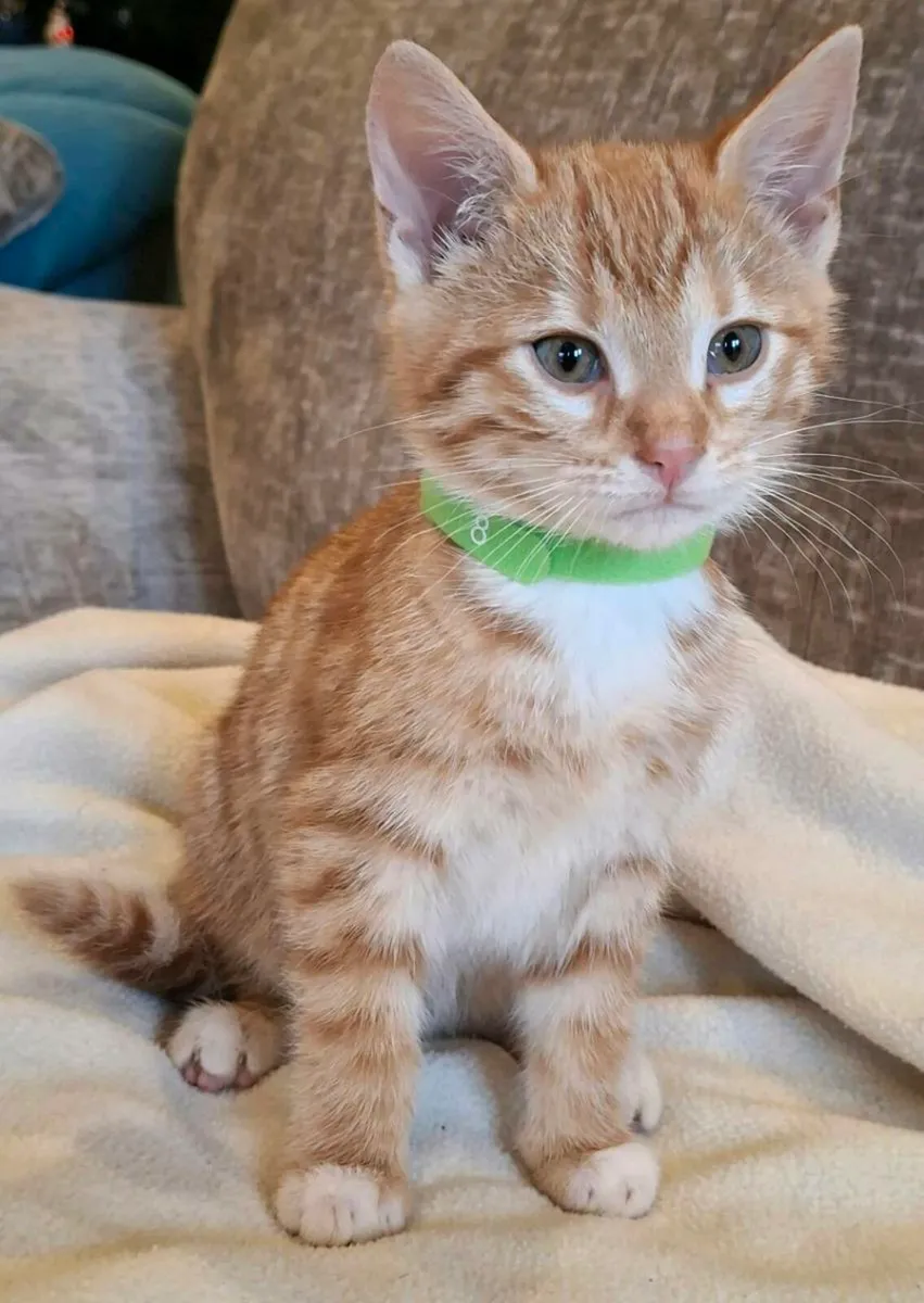 Bengal x brittish shorthair - Image 4