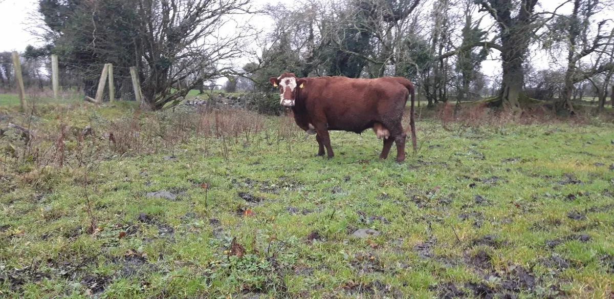 Dry Cow - Image 1