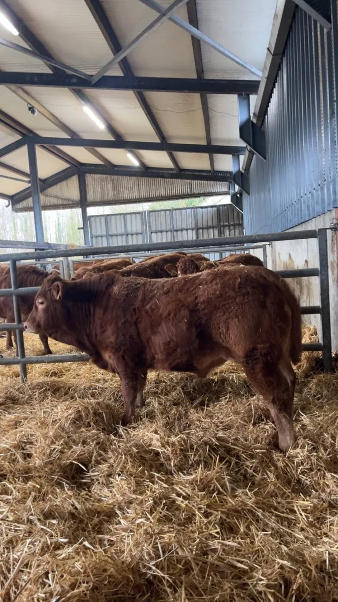 Super Pedigree limousin bulls - Image 2