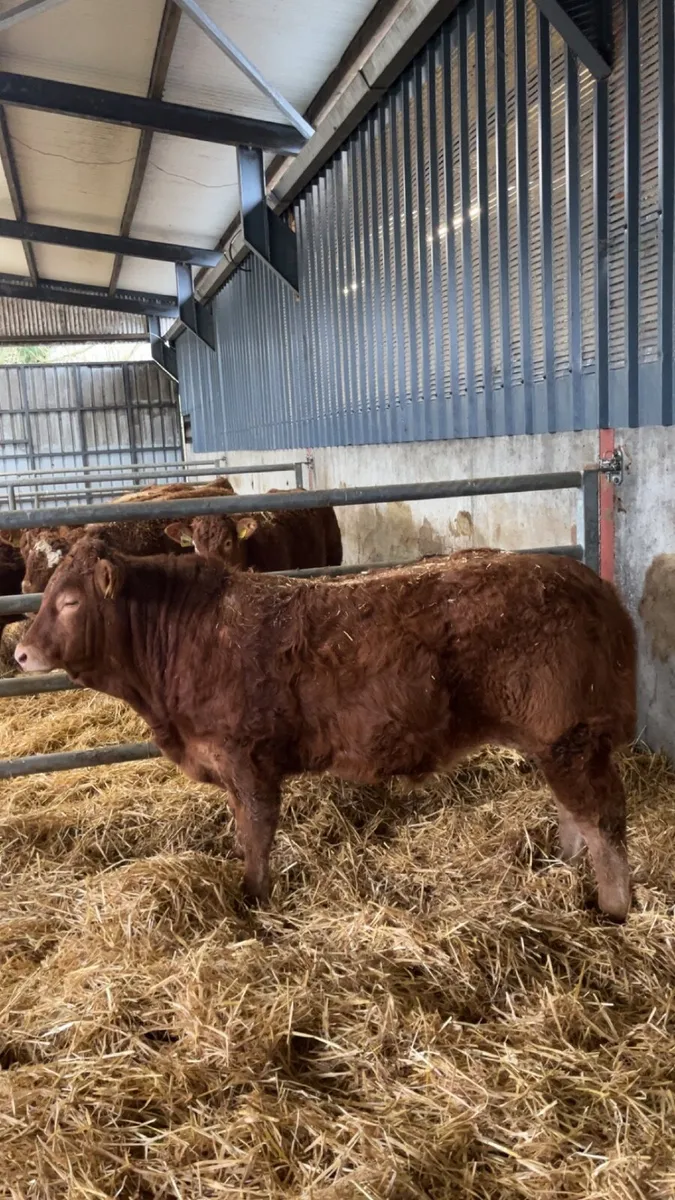 Super Pedigree limousin bulls - Image 3